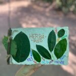 criação do herbário do Bosque